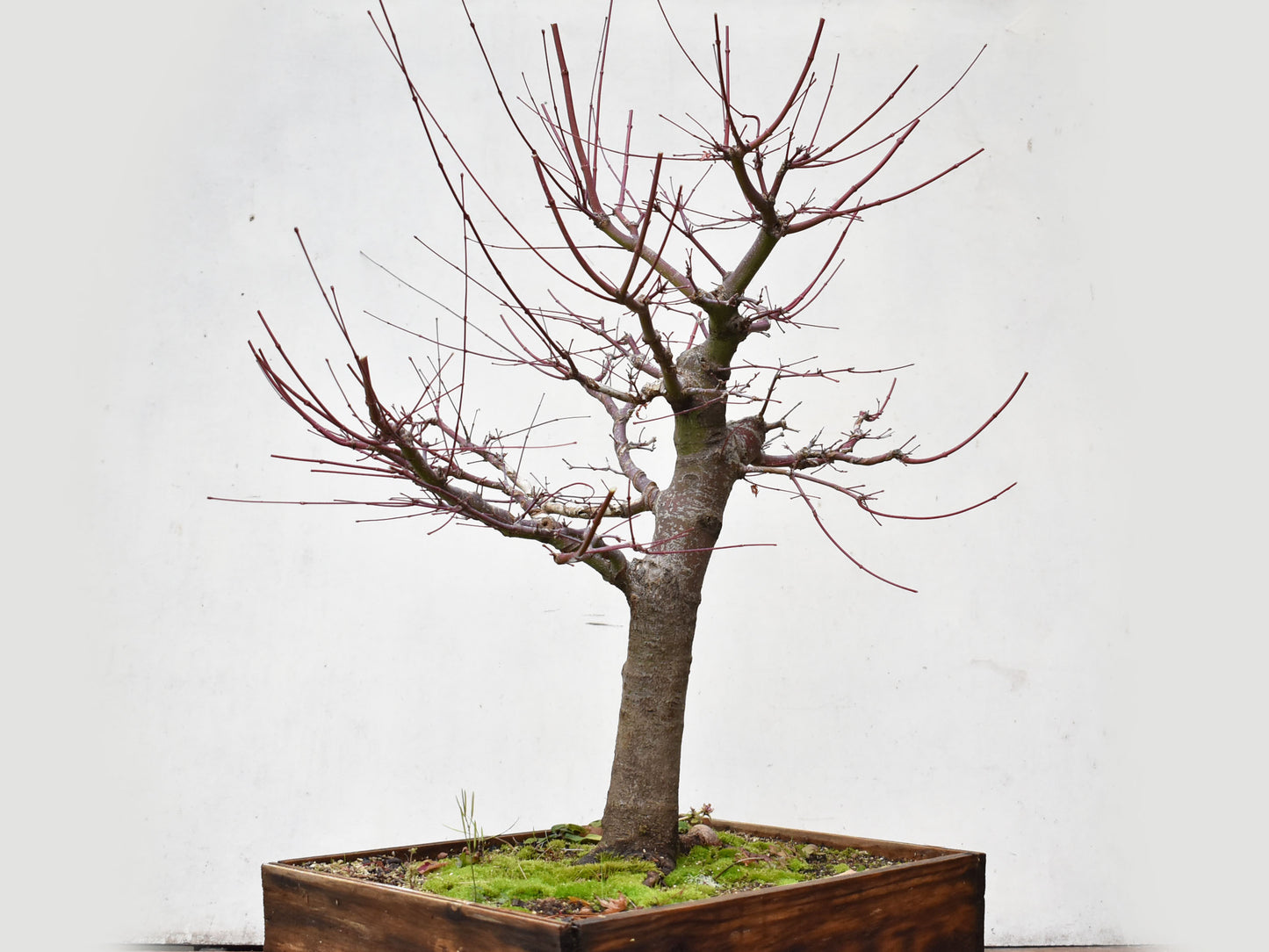 ARCE JAPONES (Acer Palmatum)