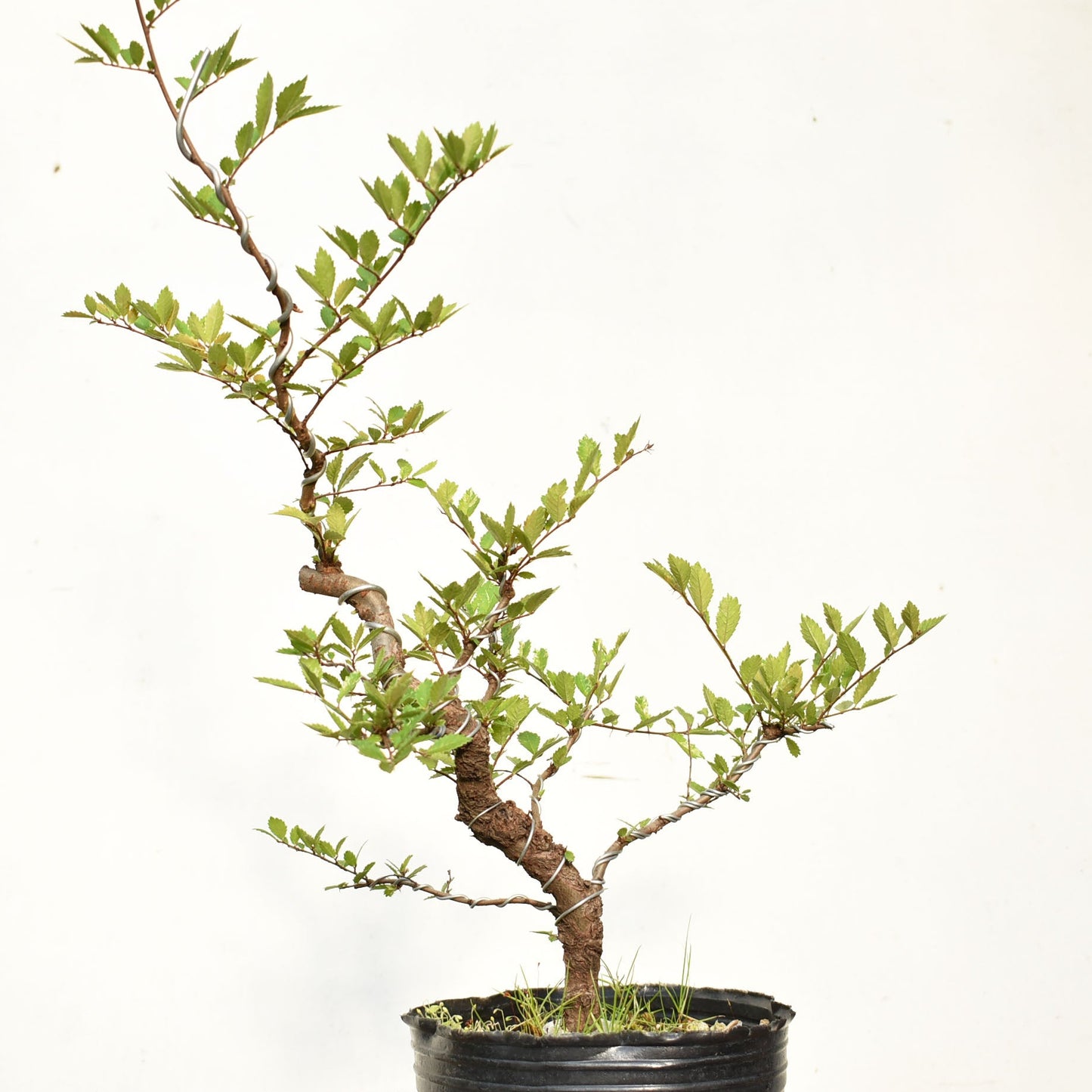 OLMO CHINO (Ulmus Parvifolia)