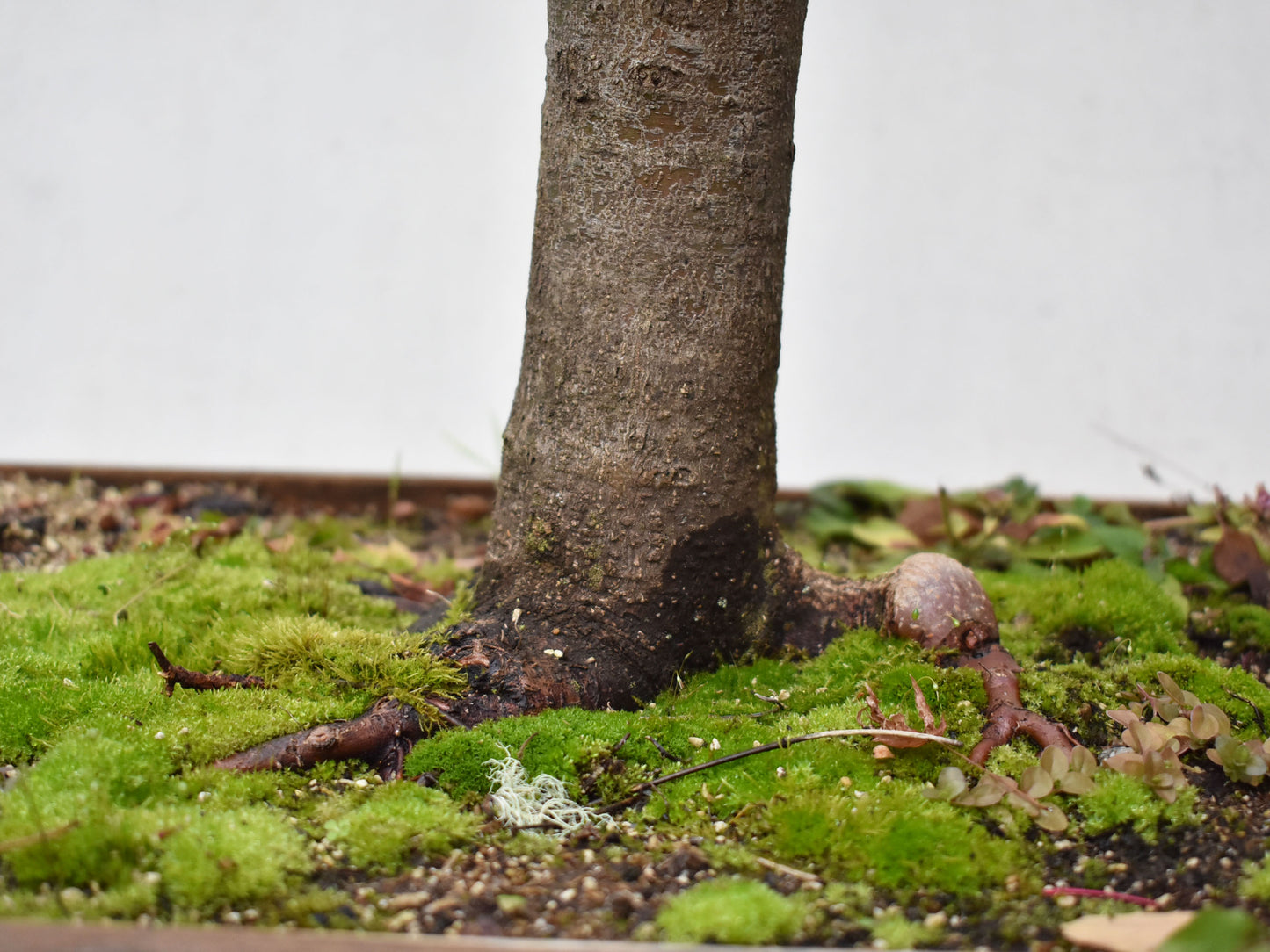 ARCE JAPONES (Acer Palmatum)