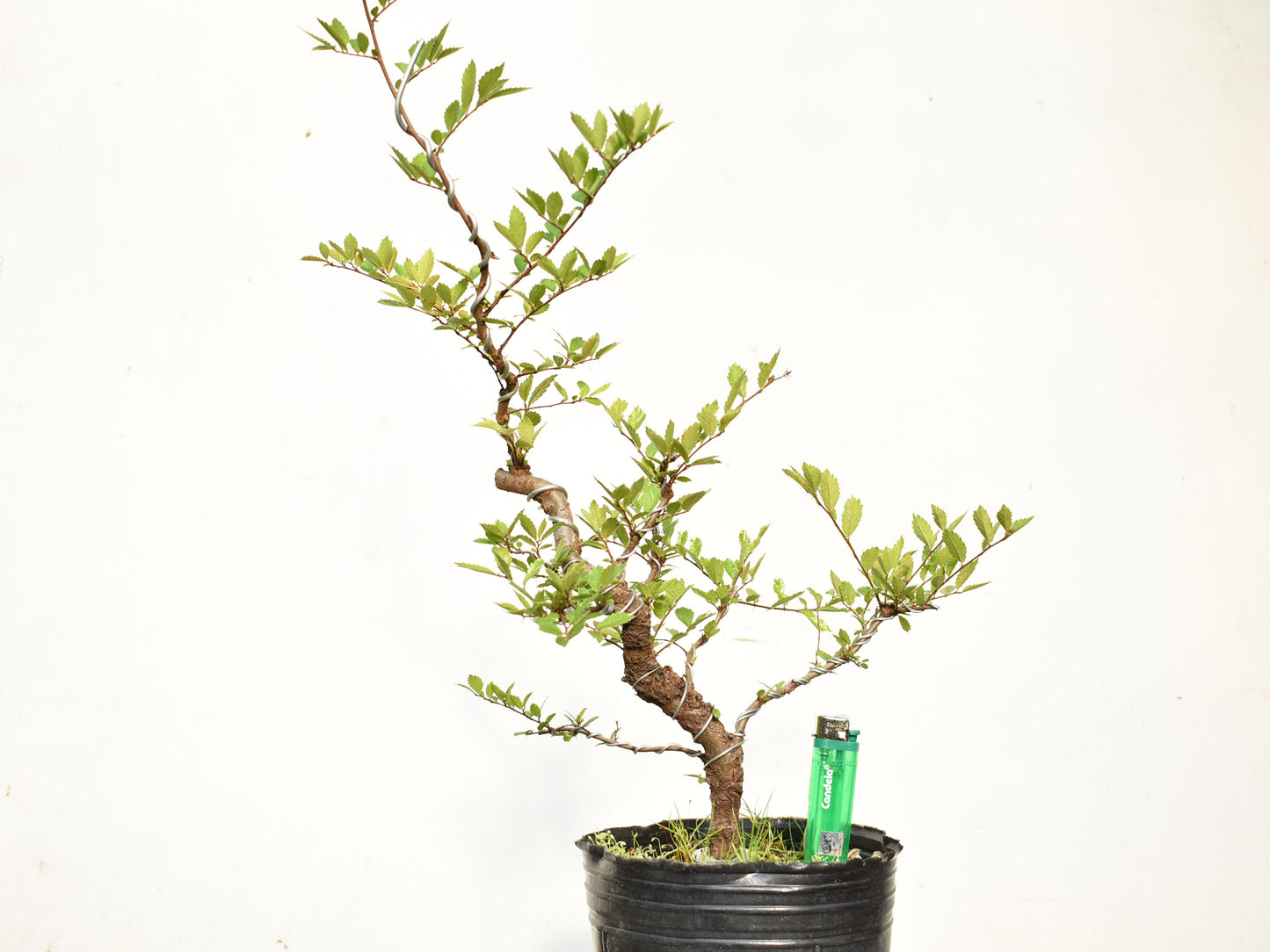 OLMO CHINO (Ulmus Parvifolia)