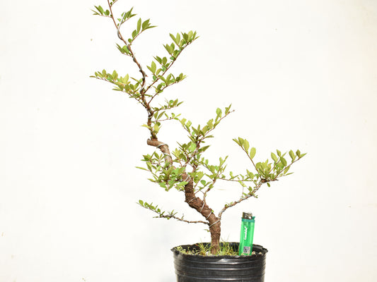 OLMO CHINO (Ulmus Parvifolia)