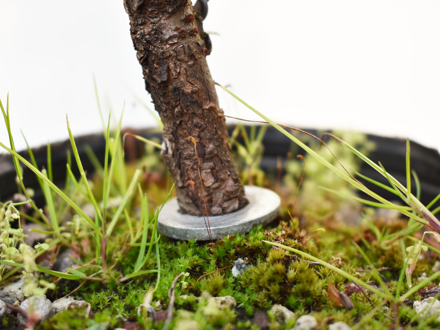 OLMO CHINO (Ulmus Parvifolia)