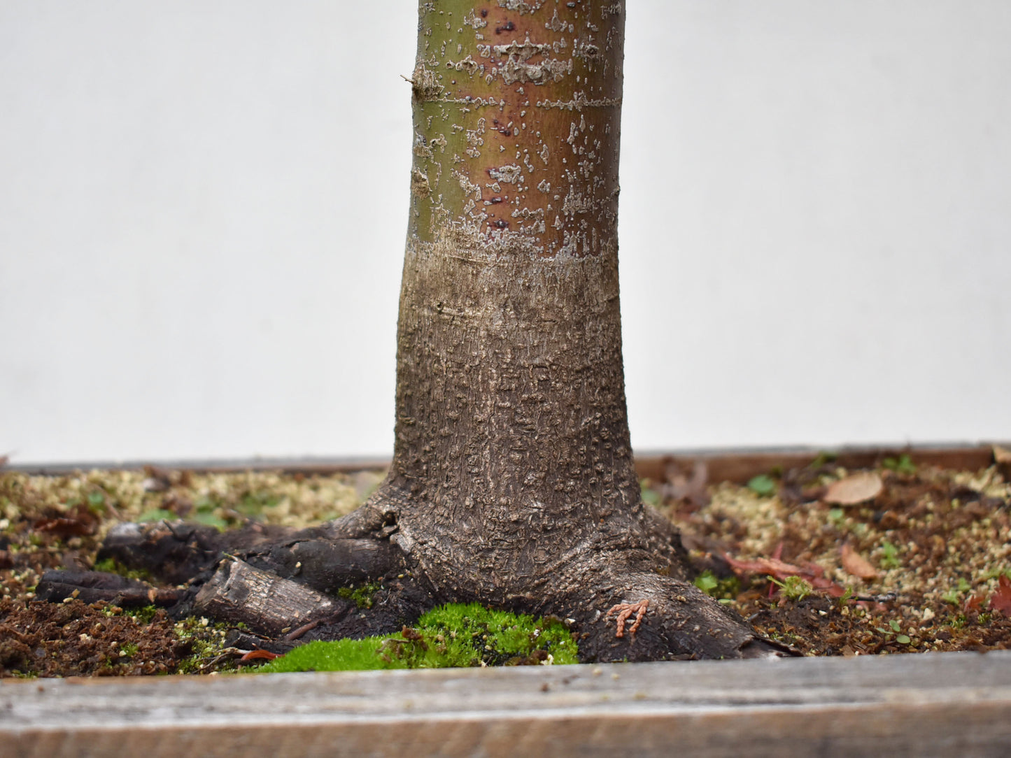 ARCE JAPONES (Acer Palmatum)