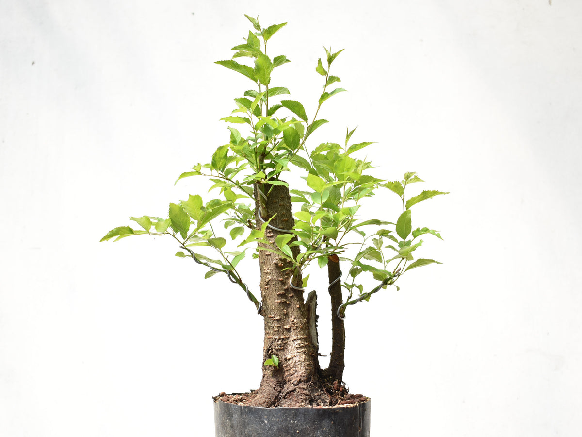 CIRUELO SILVESTRE (Prunus Cerasifera)