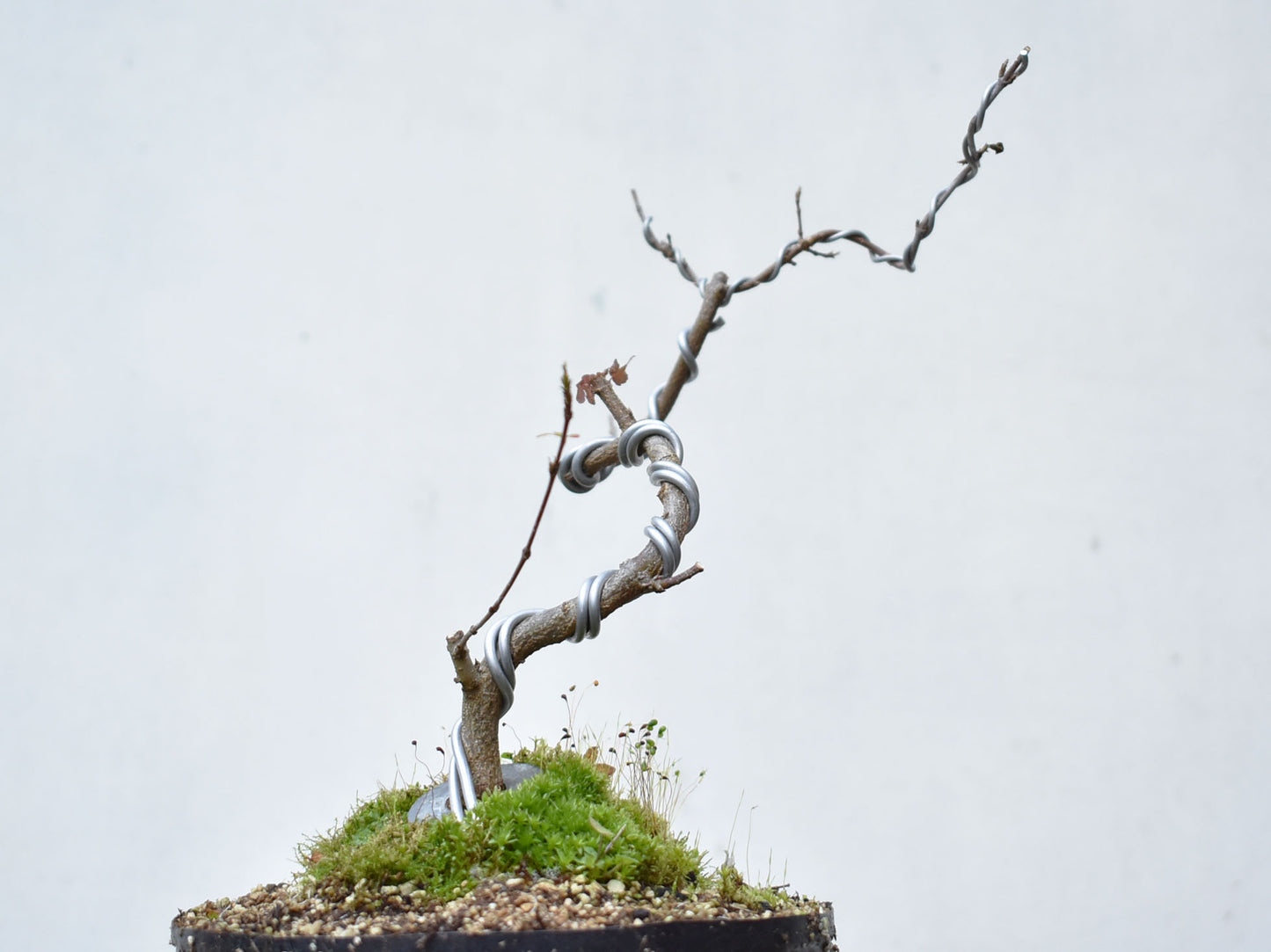 KAEDE (Arce Buergerianum)