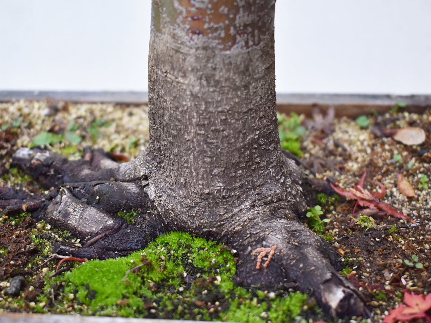 ARCE JAPONES (Acer Palmatum)