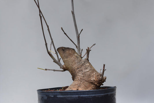 FRESNO MEDITERRANEO (Fraxinus Angustifolia)