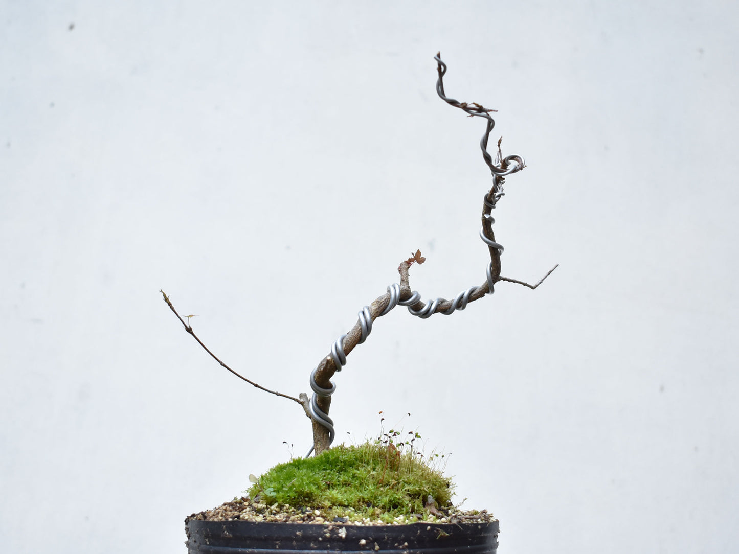 KAEDE (Arce Buergerianum)