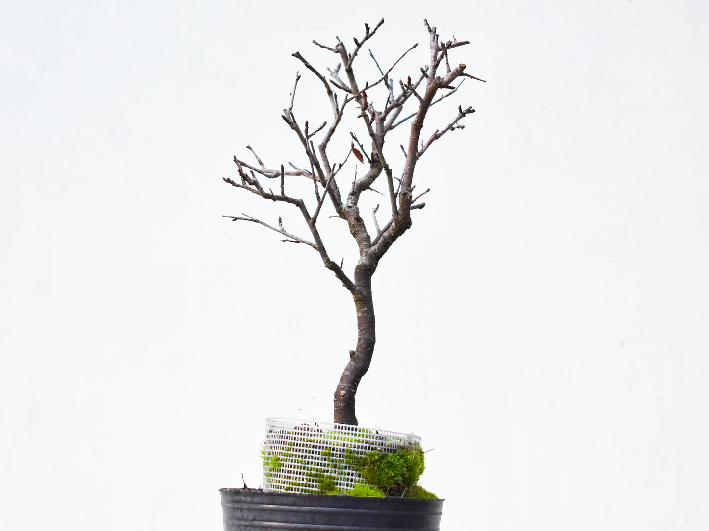 ENDRINO (Prunus Spinosa)