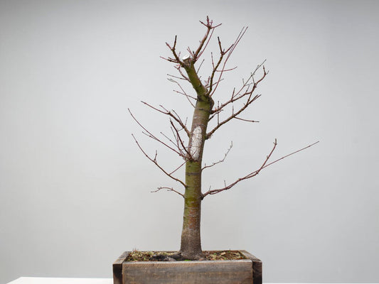 ARCE JAPONES (Acer Palmatum)