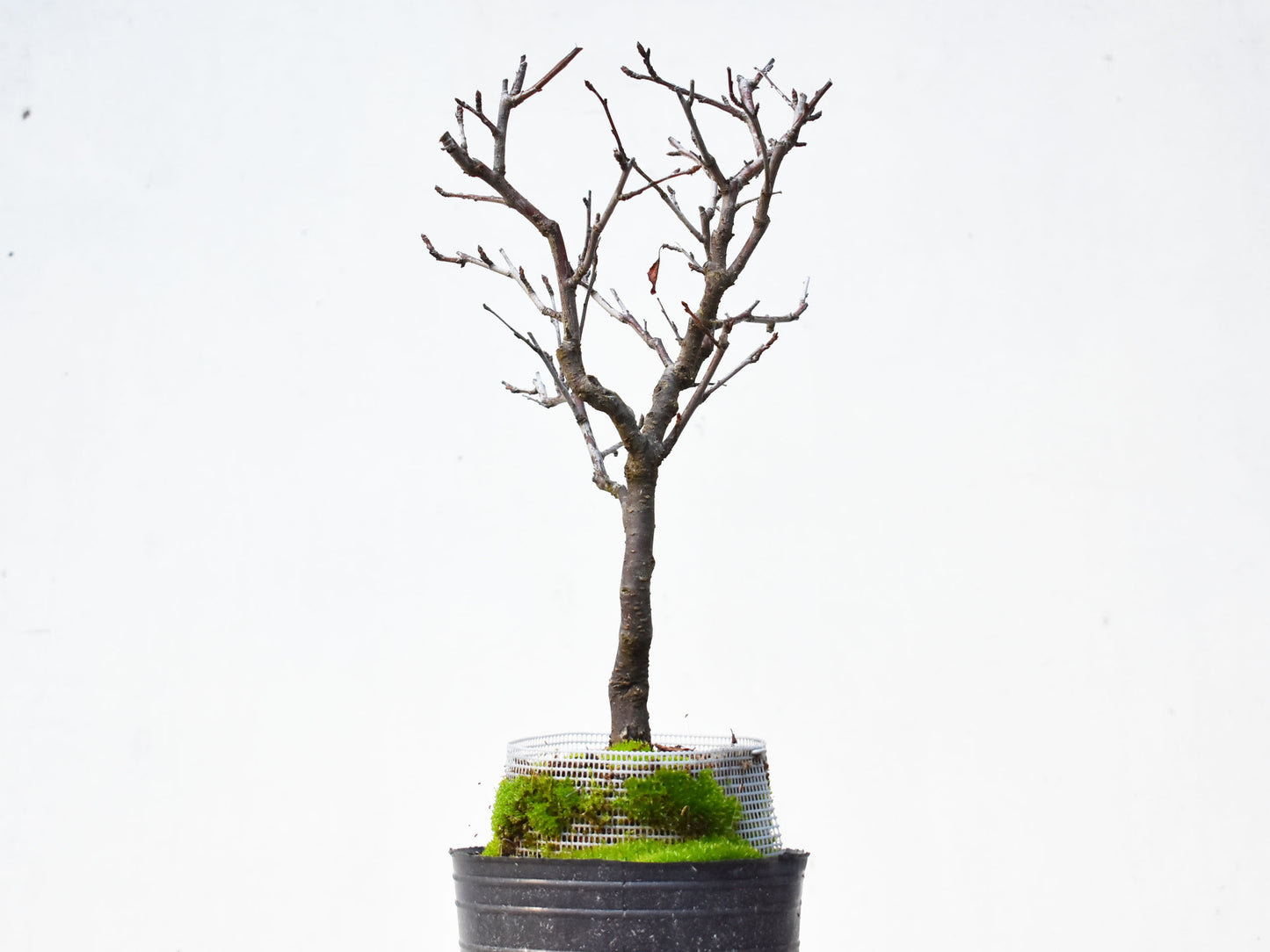 ENDRINO (Prunus Spinosa)