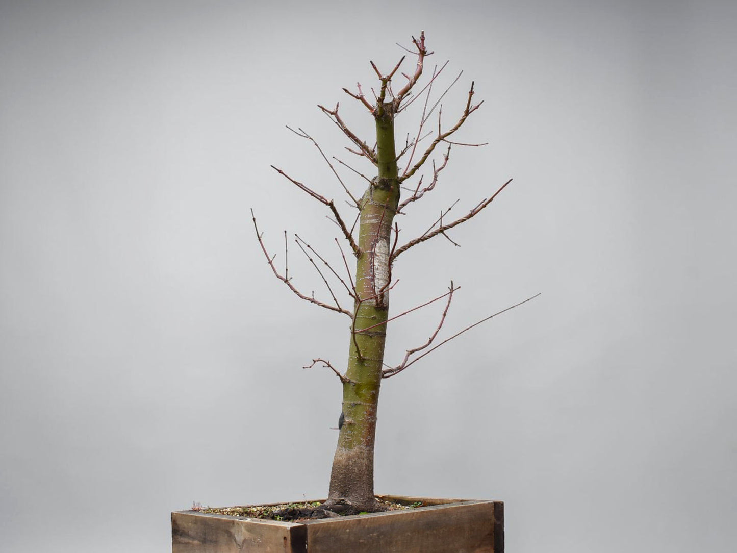 ARCE JAPONES (Acer Palmatum)