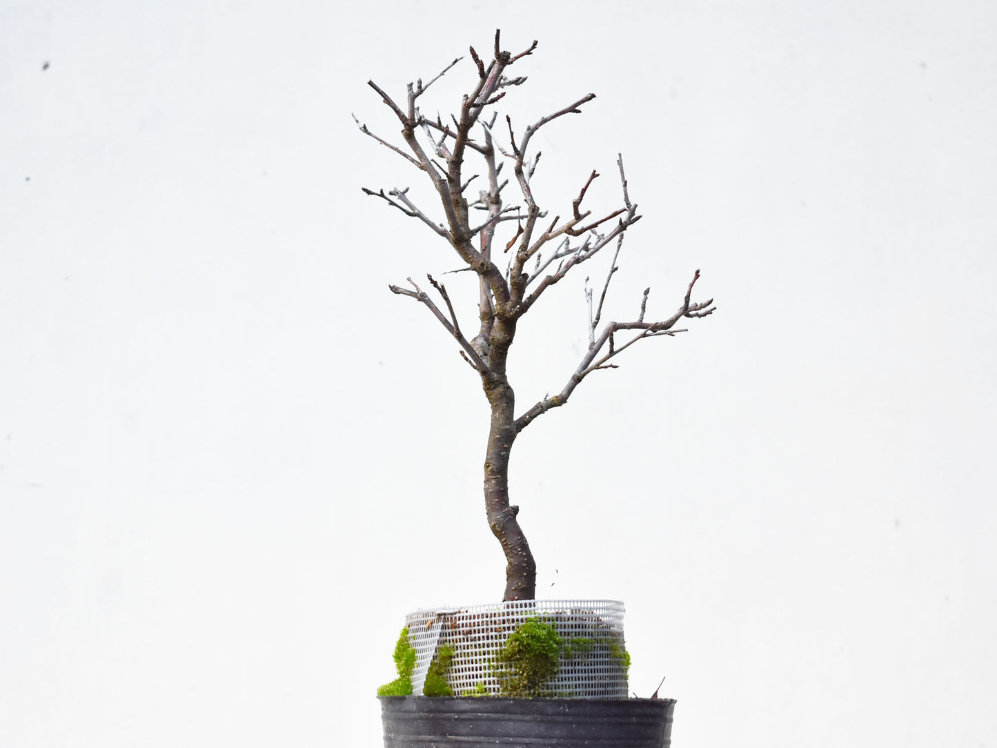 ENDRINO (Prunus Spinosa)