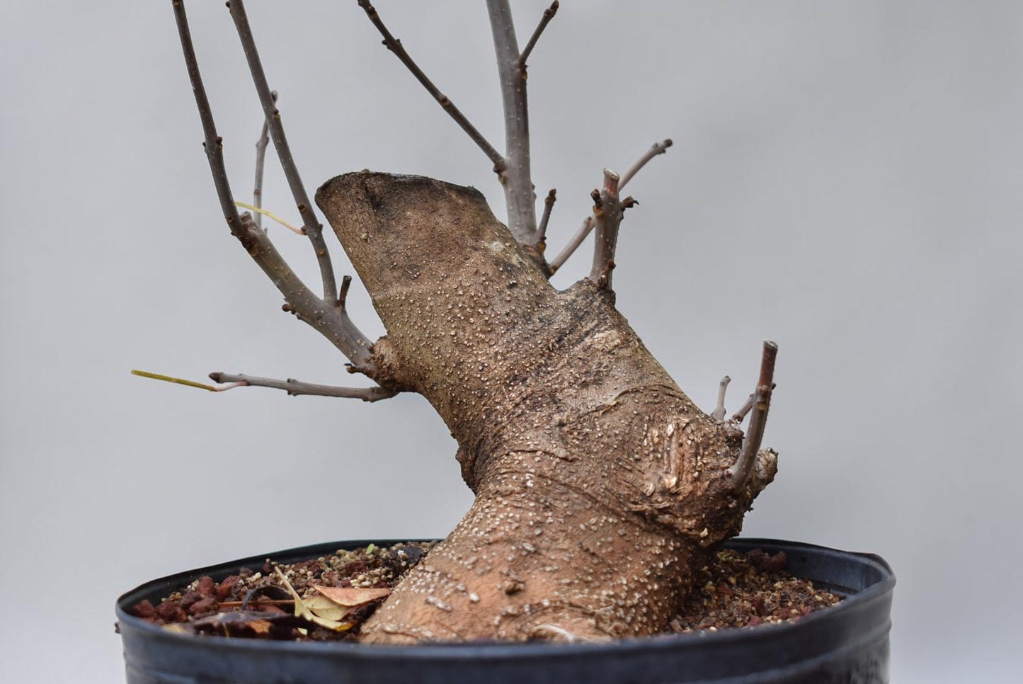 FRESNO MEDITERRANEO (Fraxinus Angustifolia)