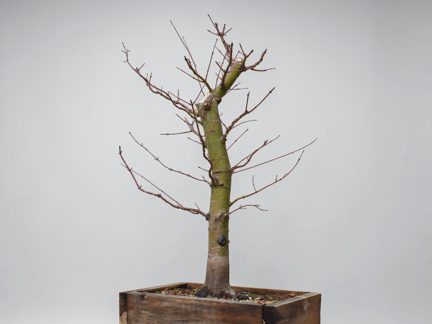 ARCE JAPONES (Acer Palmatum)
