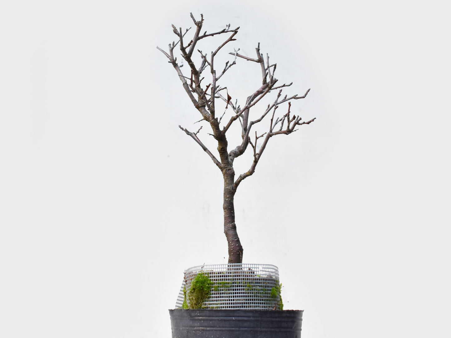 ENDRINO (Prunus Spinosa)