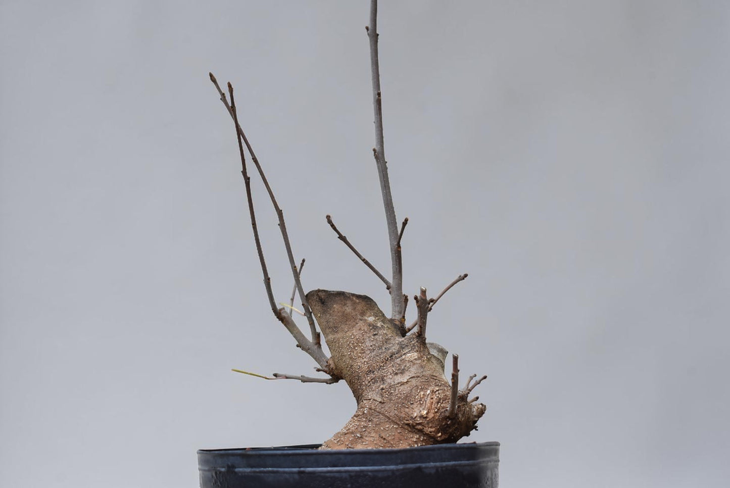 FRESNO MEDITERRANEO (Fraxinus Angustifolia)