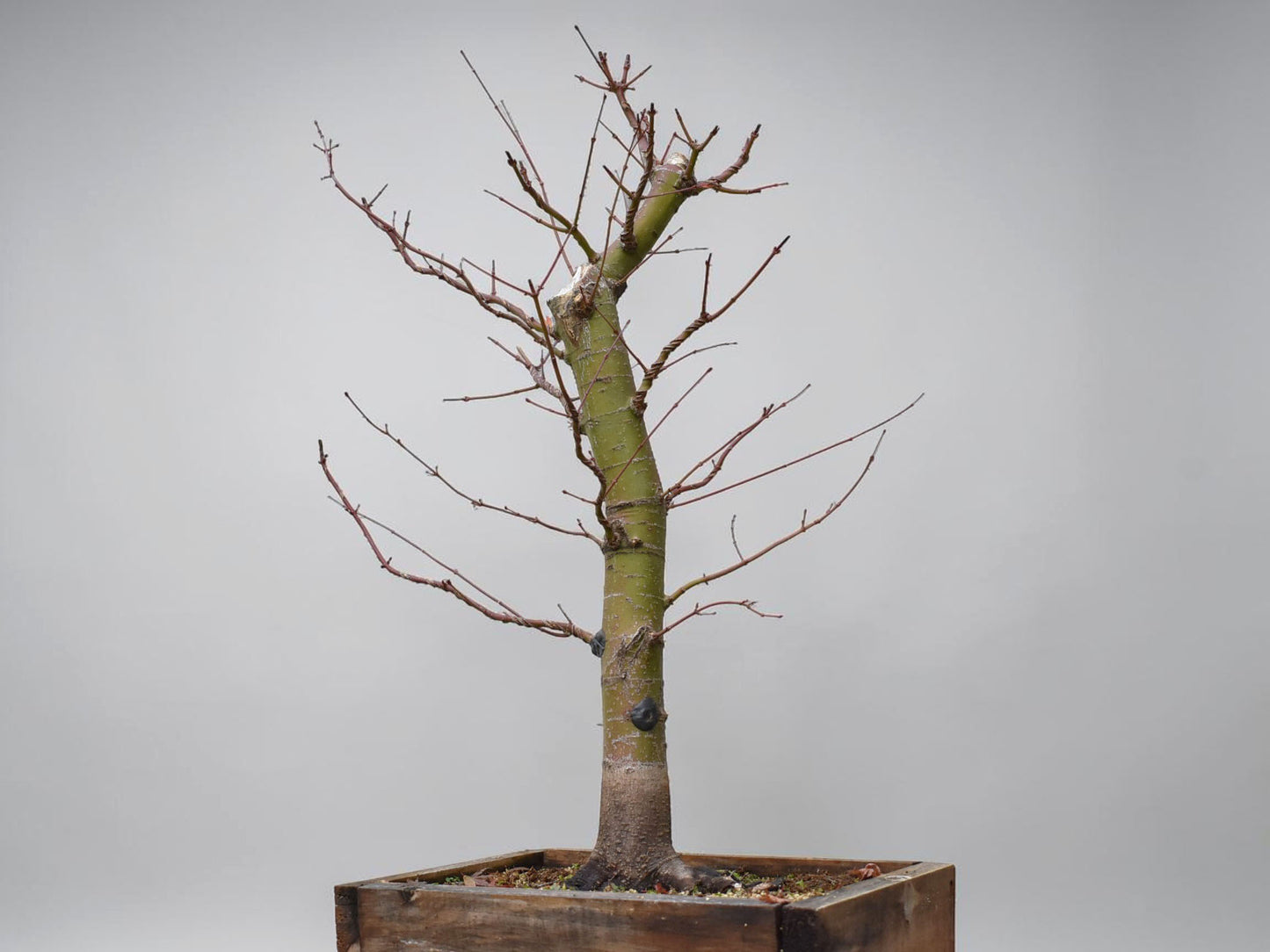 ARCE JAPONES (Acer Palmatum)