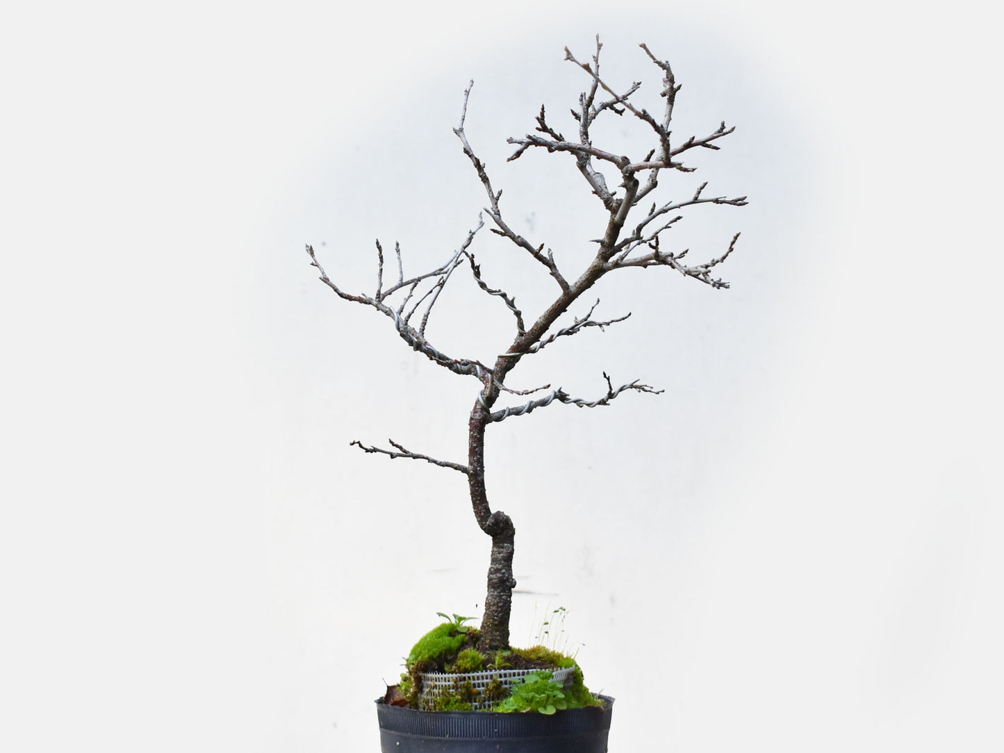 ENDRINO (Prunus Spinosa)