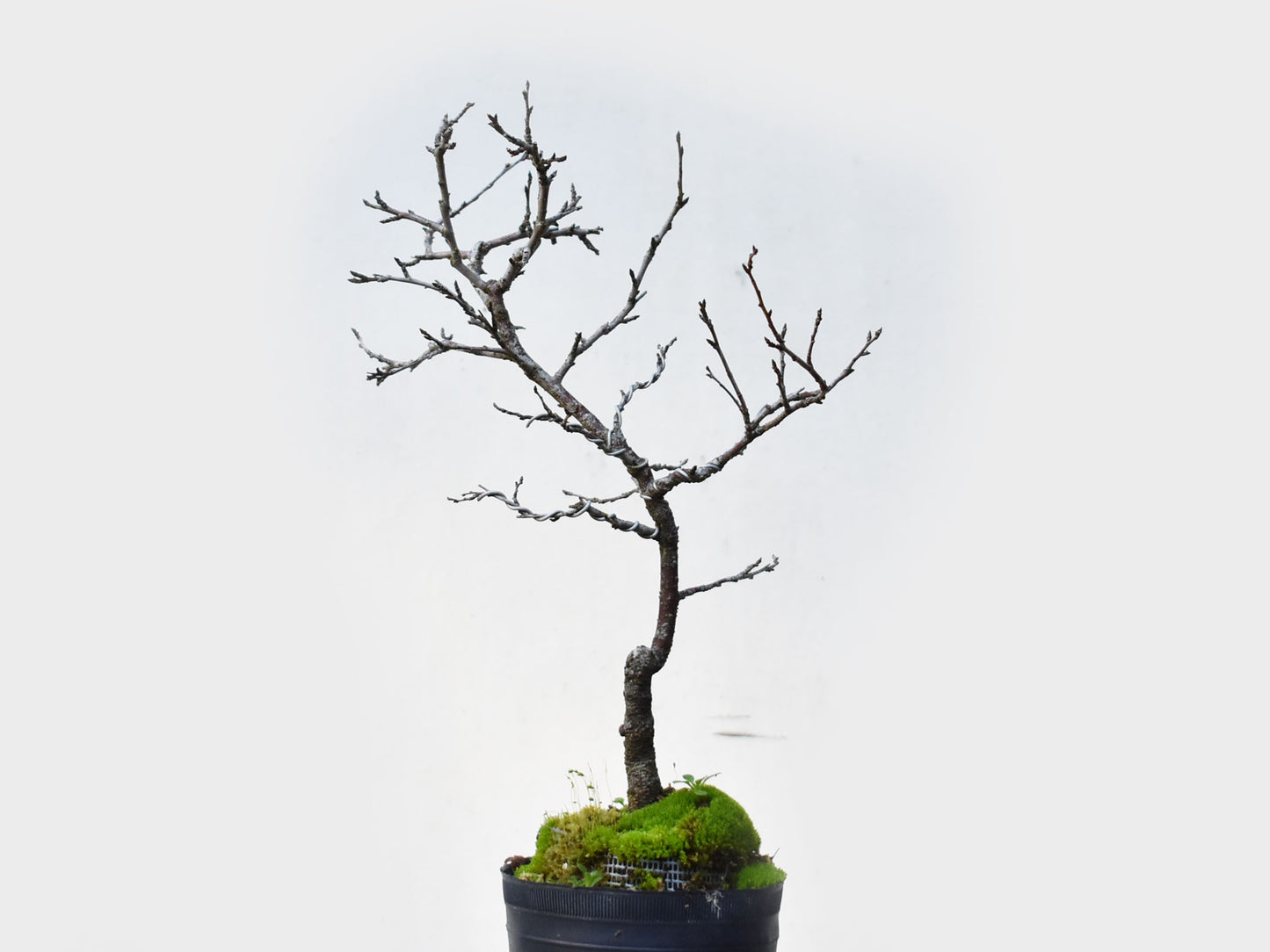 ENDRINO (Prunus Spinosa)