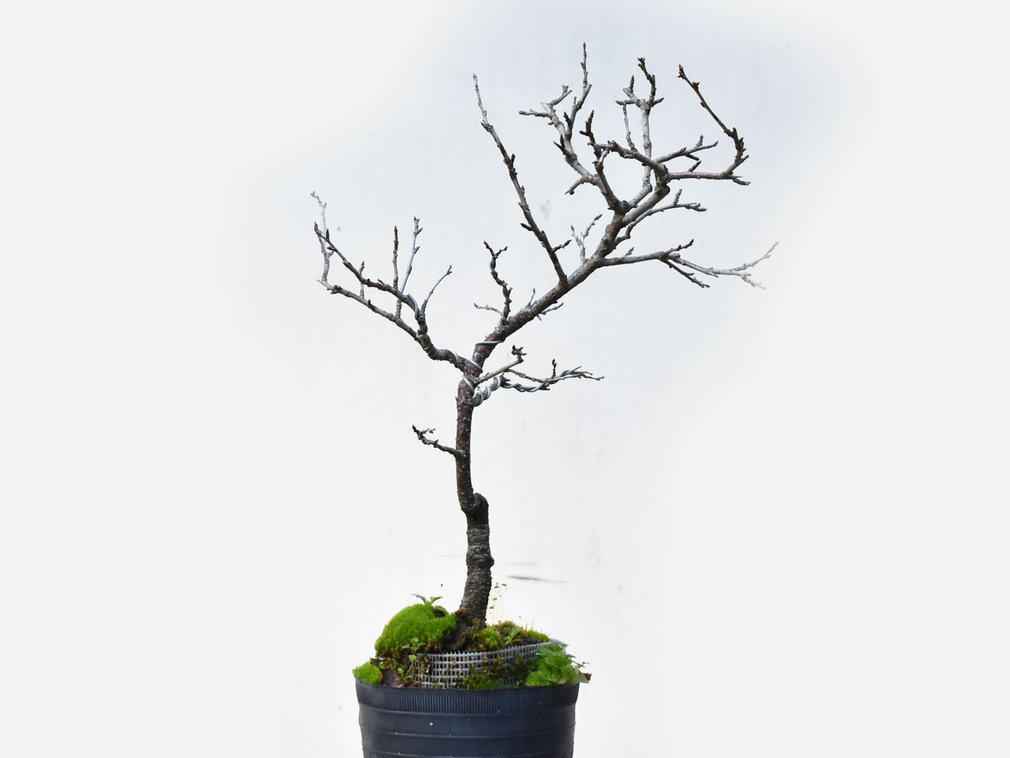 ENDRINO (Prunus Spinosa)