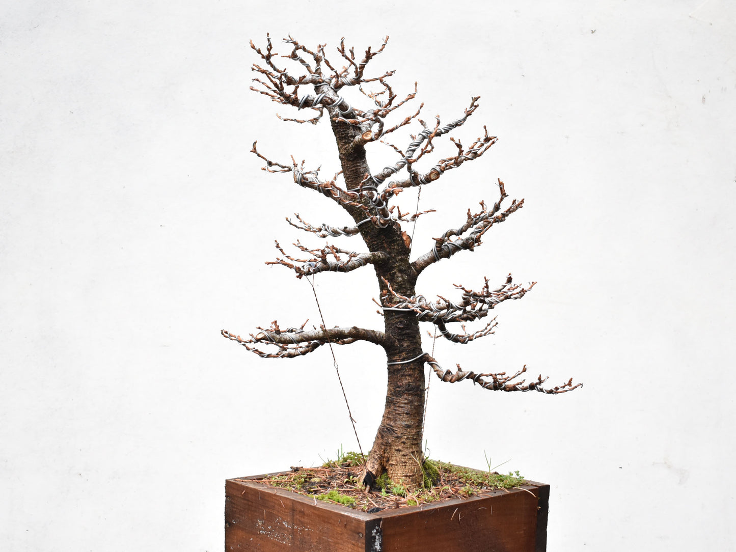 ALERCE EUROPEO (Larix Decidua) (copia)