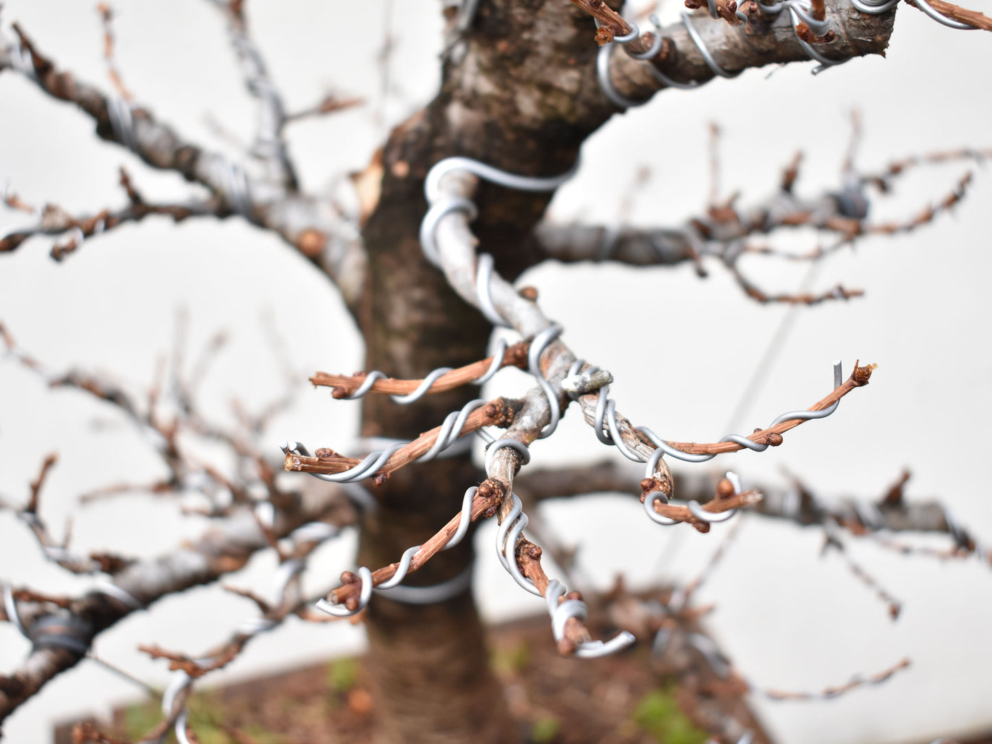 ALERCE EUROPEO (Larix Decidua) (copia)