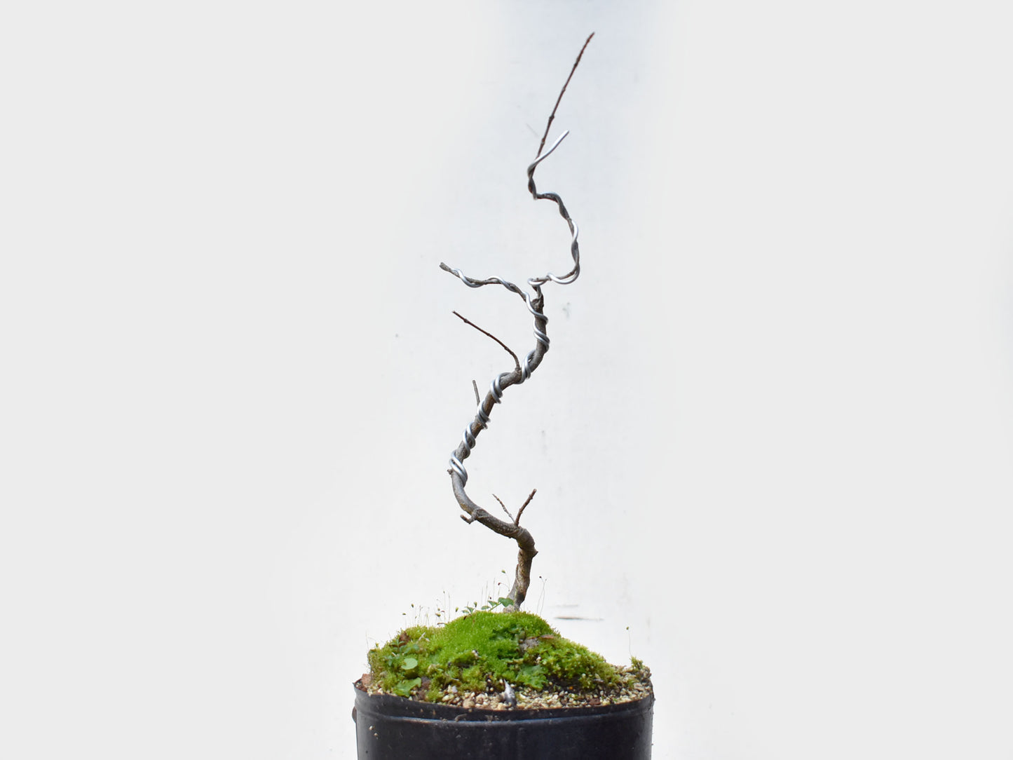 KAEDE (Arce Buergerianum)