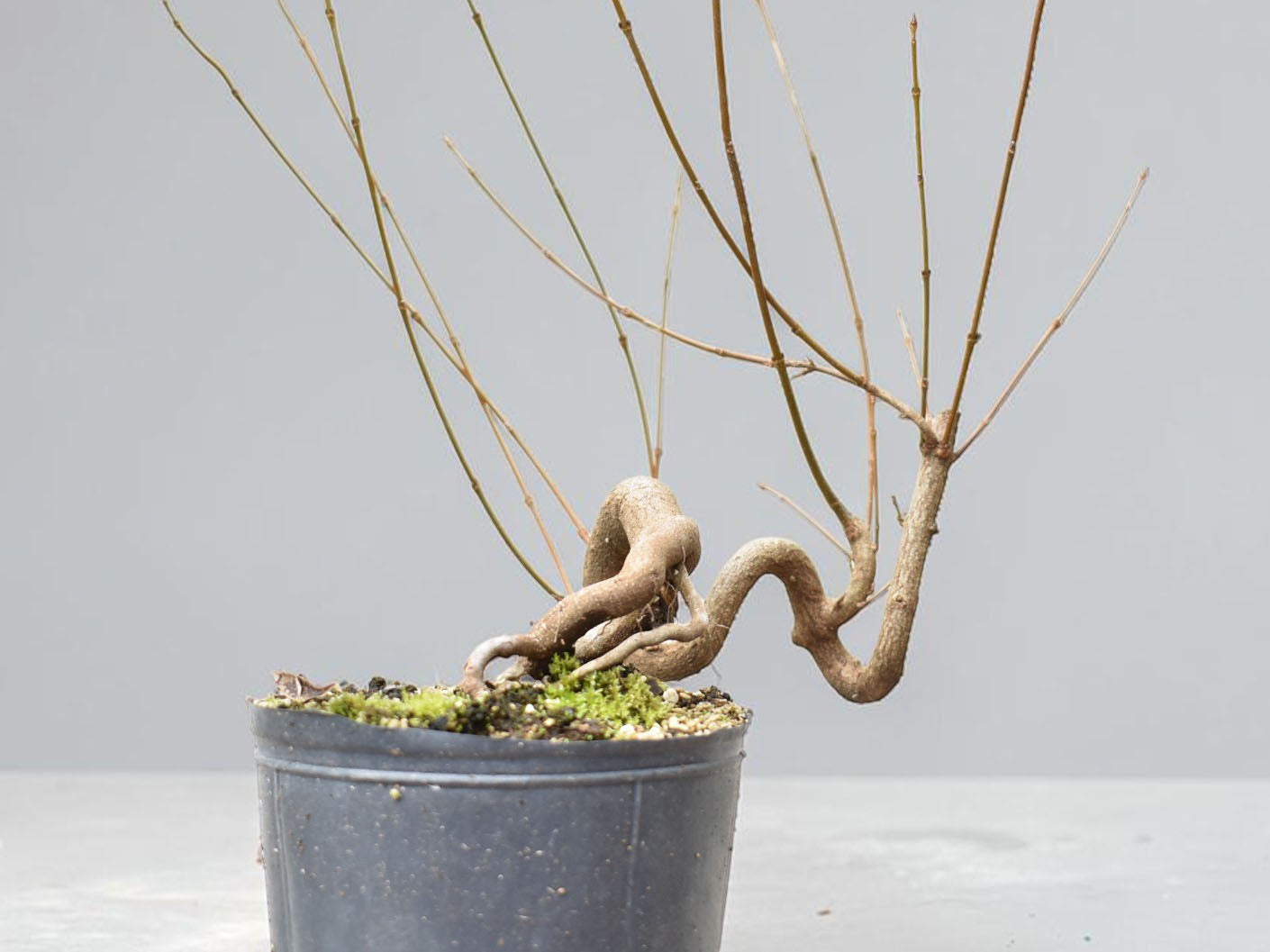 KAEDE (Arce Buergerianum)