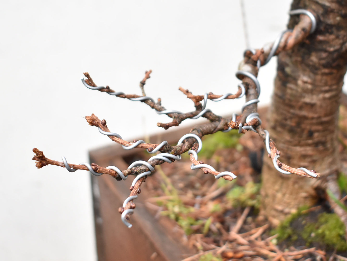 ALERCE EUROPEO (Larix Decidua) (copia)