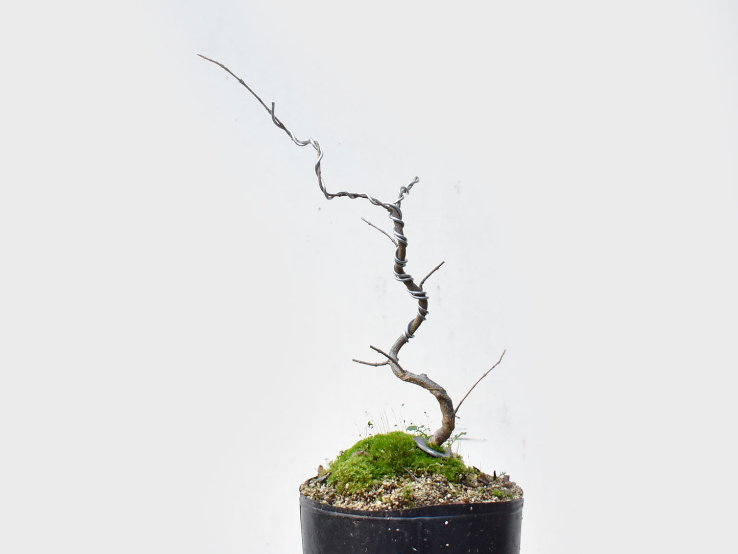 KAEDE (Arce Buergerianum)