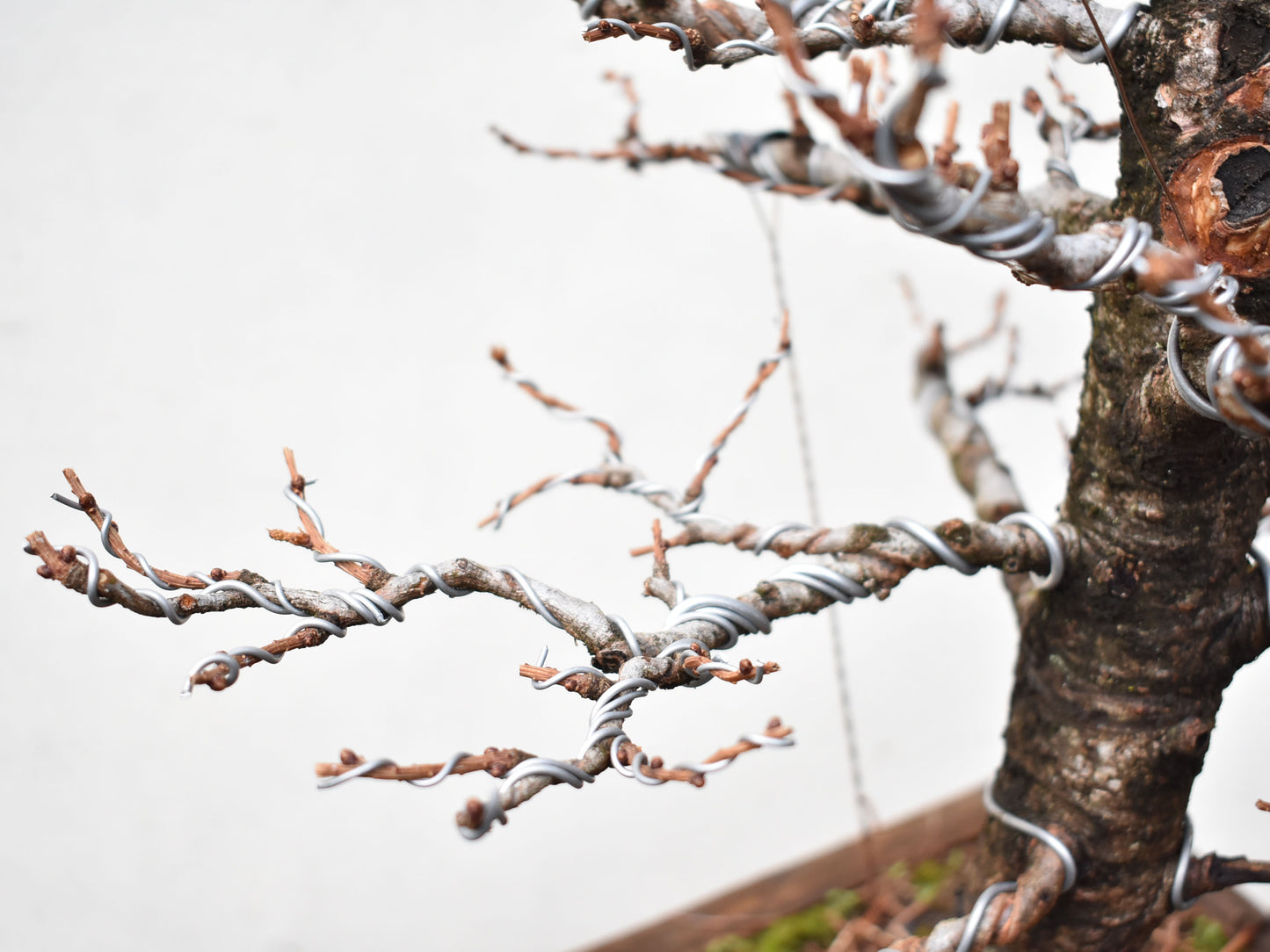 ALERCE EUROPEO (Larix Decidua) (copia)