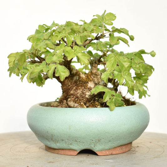 ARCE CAMPESTRE (Acer Campestris)