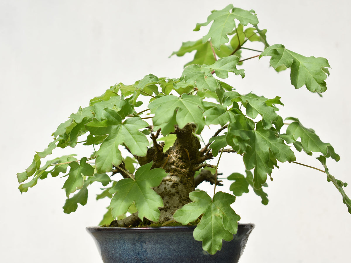 ARCE CAMPESTRE (Acer Campestris)