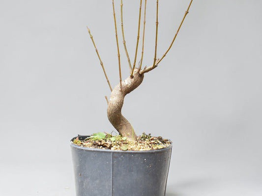 KAEDE (Arce Buergerianum)