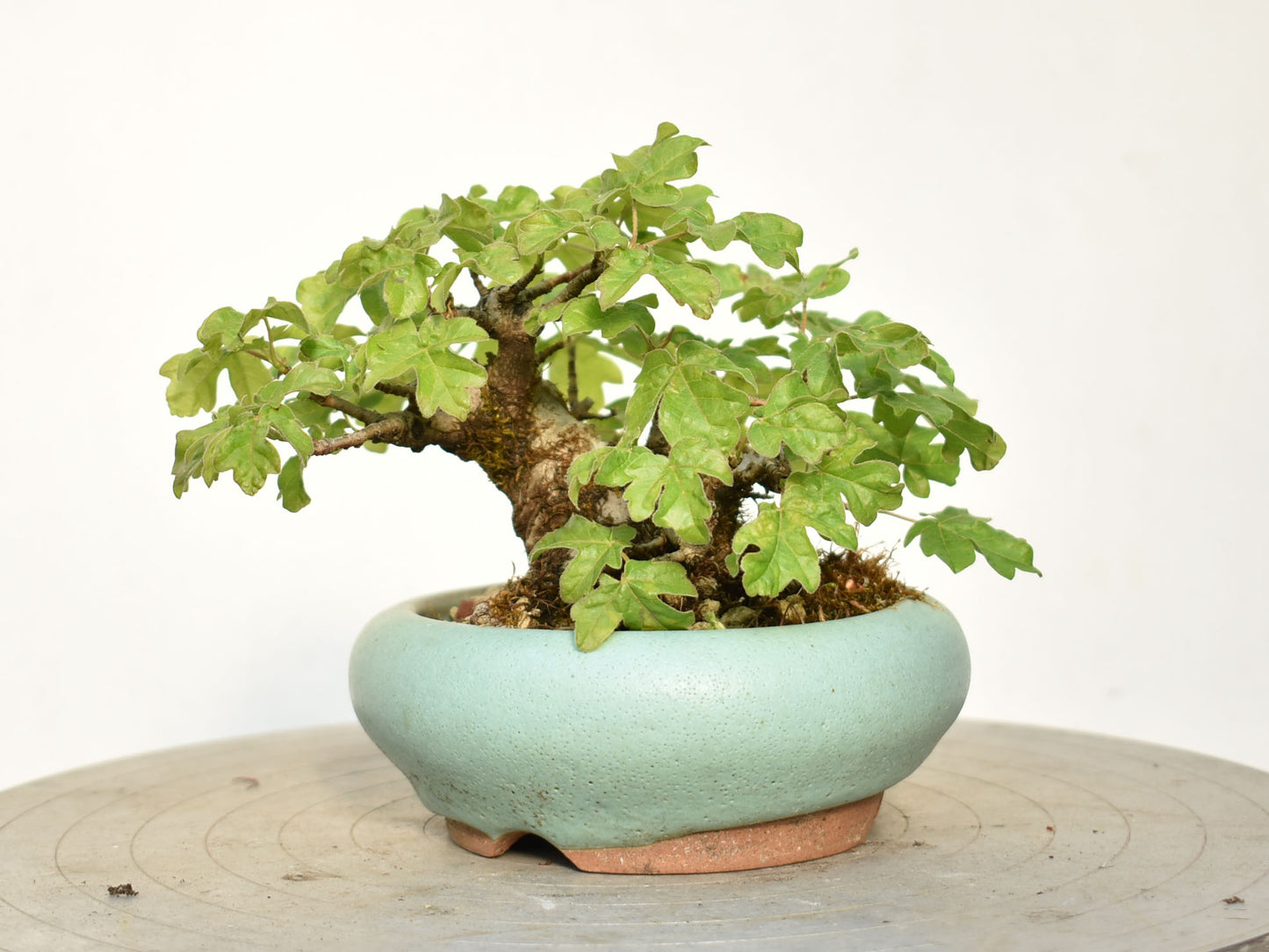 ARCE CAMPESTRE (Acer Campestris)