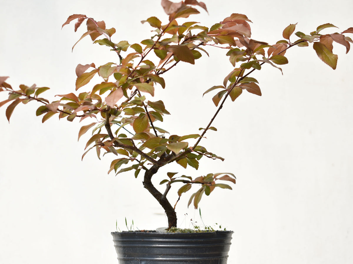 CIRUELO ROJO (Prunus Cerassifera)