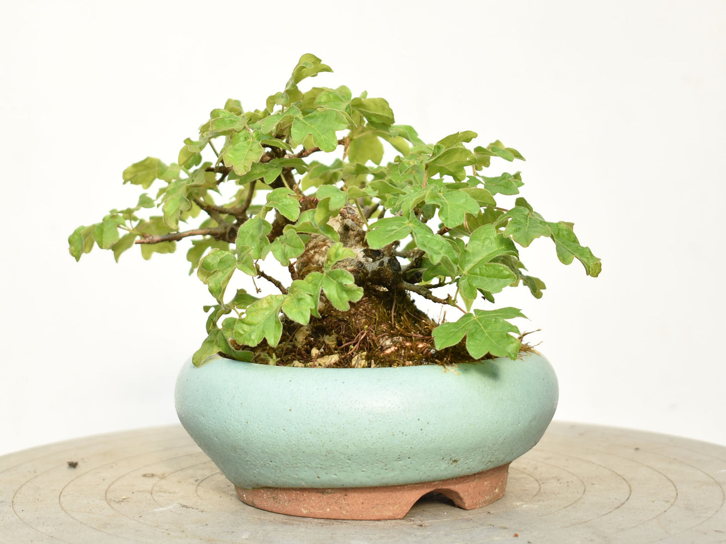 ARCE CAMPESTRE (Acer Campestris)