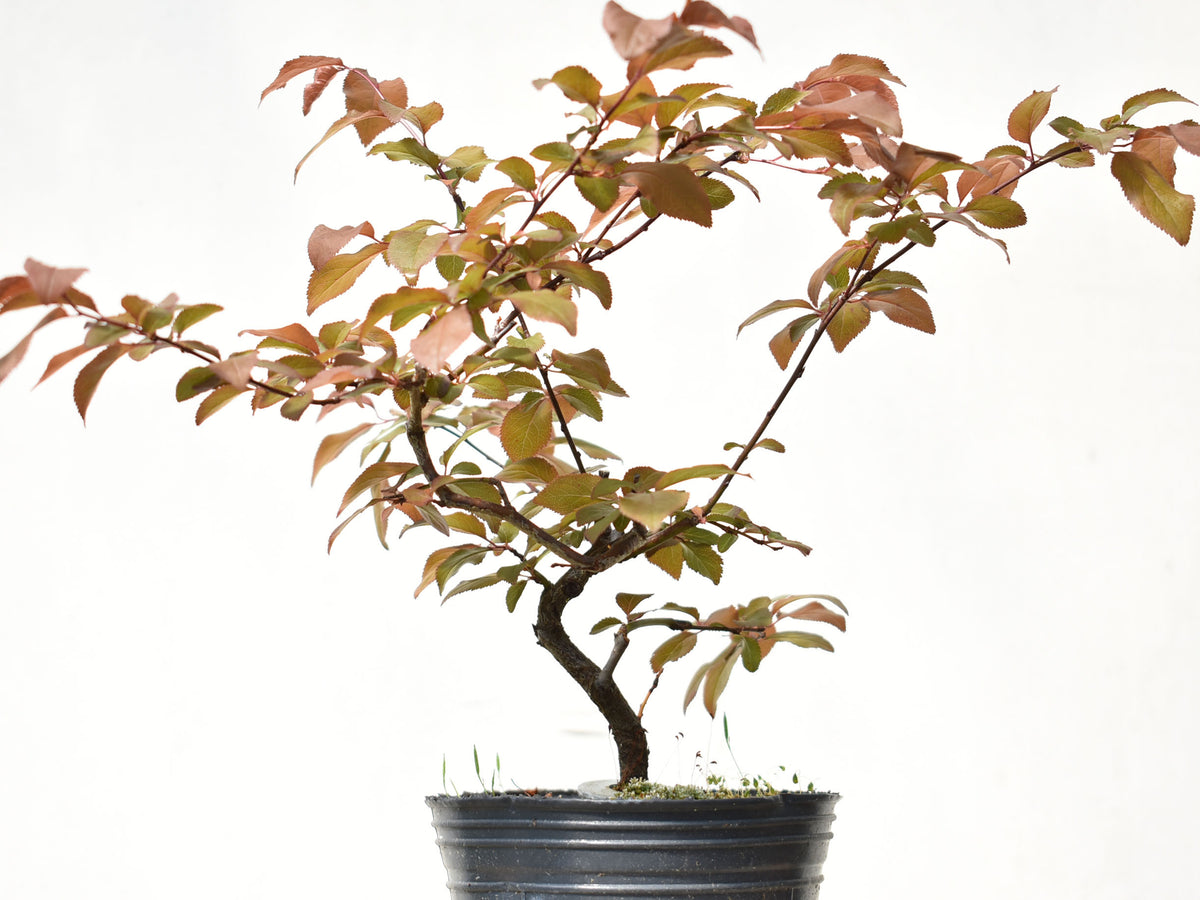 CIRUELO ROJO (Prunus Cerassifera)