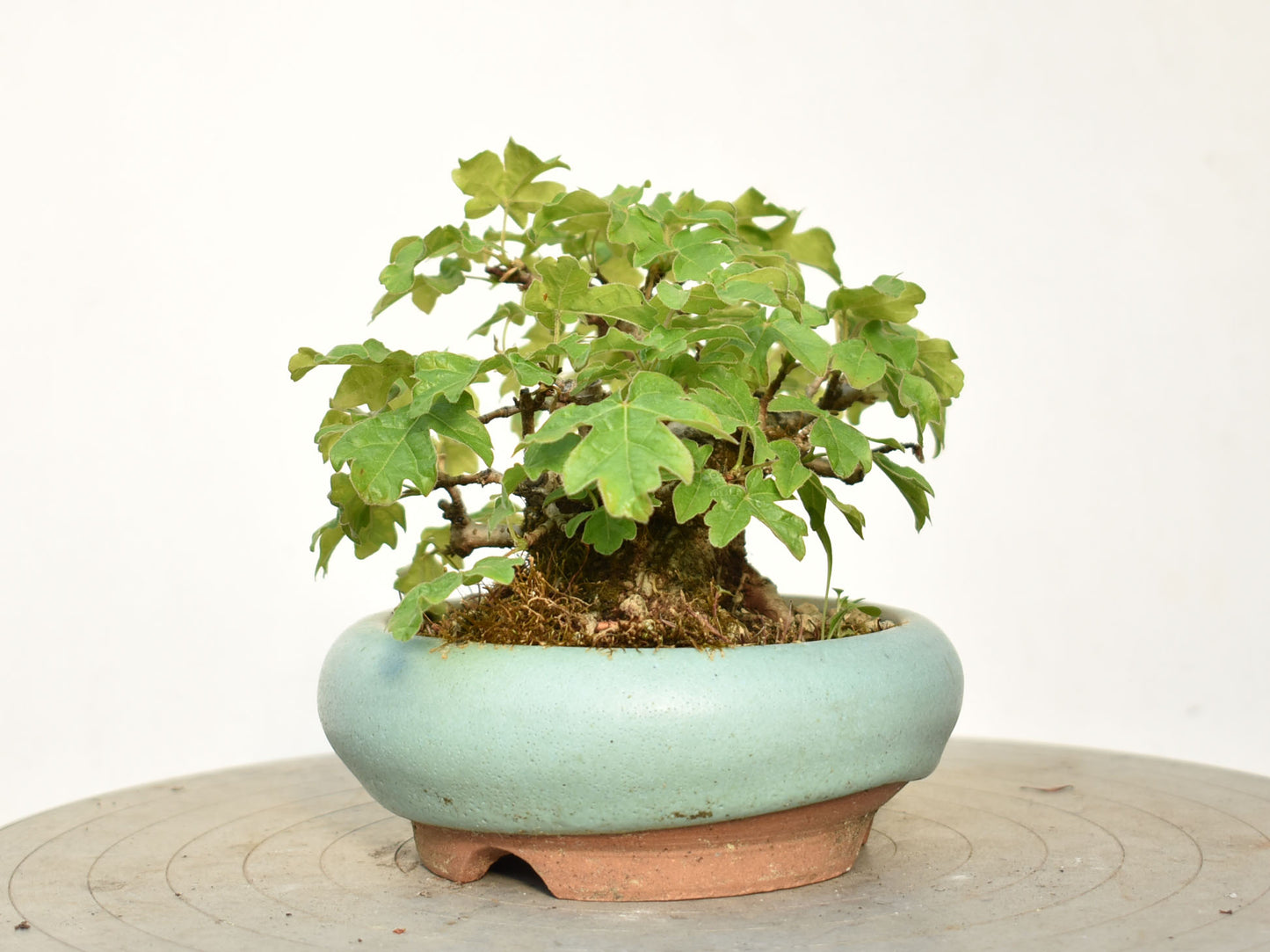 ARCE CAMPESTRE (Acer Campestris)