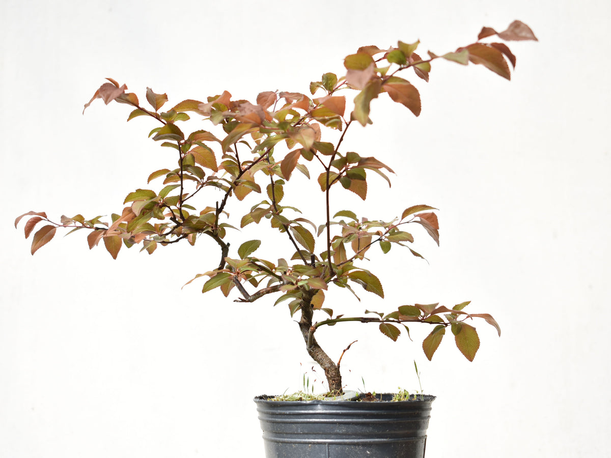 CIRUELO ROJO (Prunus Cerassifera)