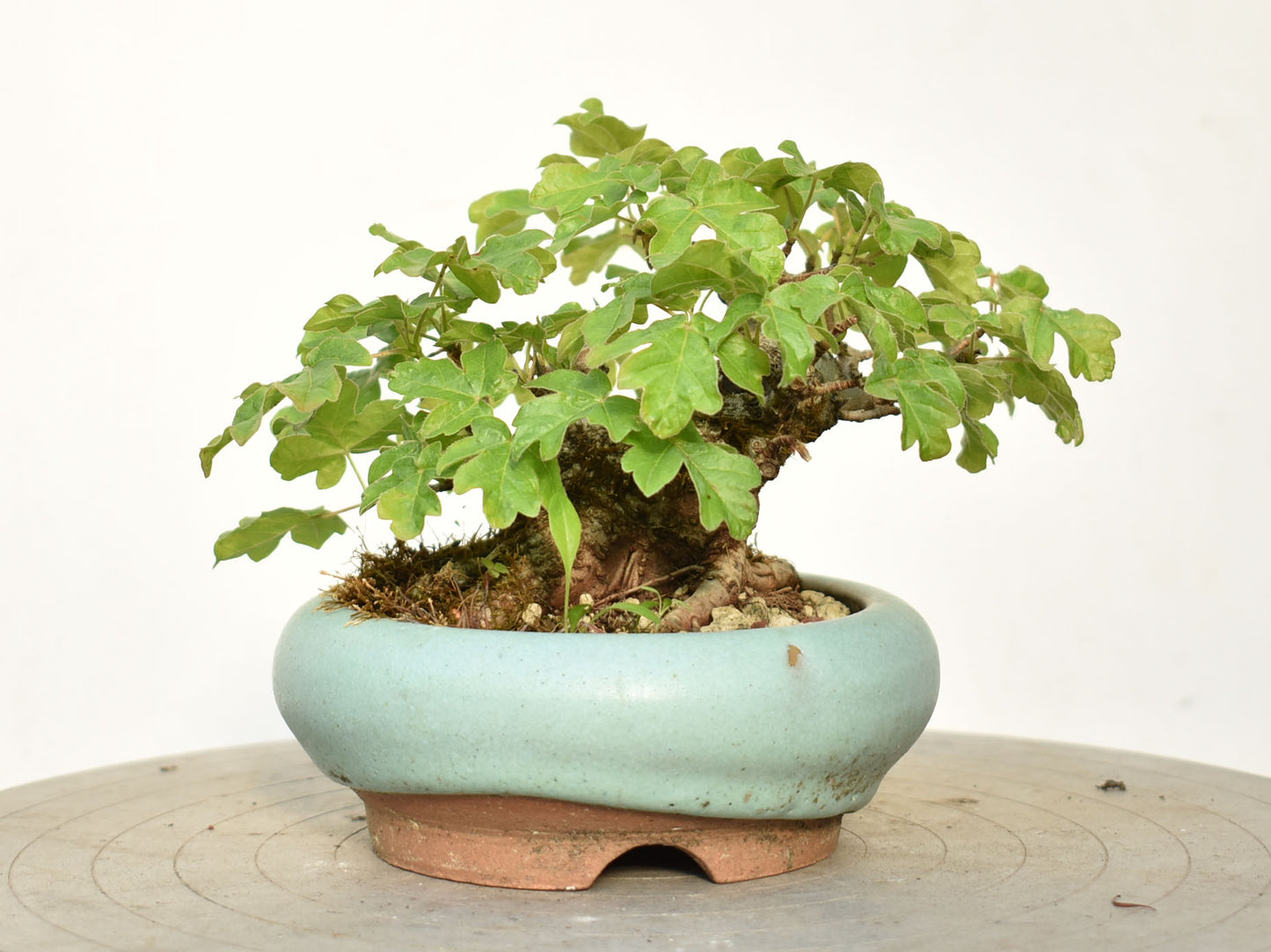 ARCE CAMPESTRE (Acer Campestris)