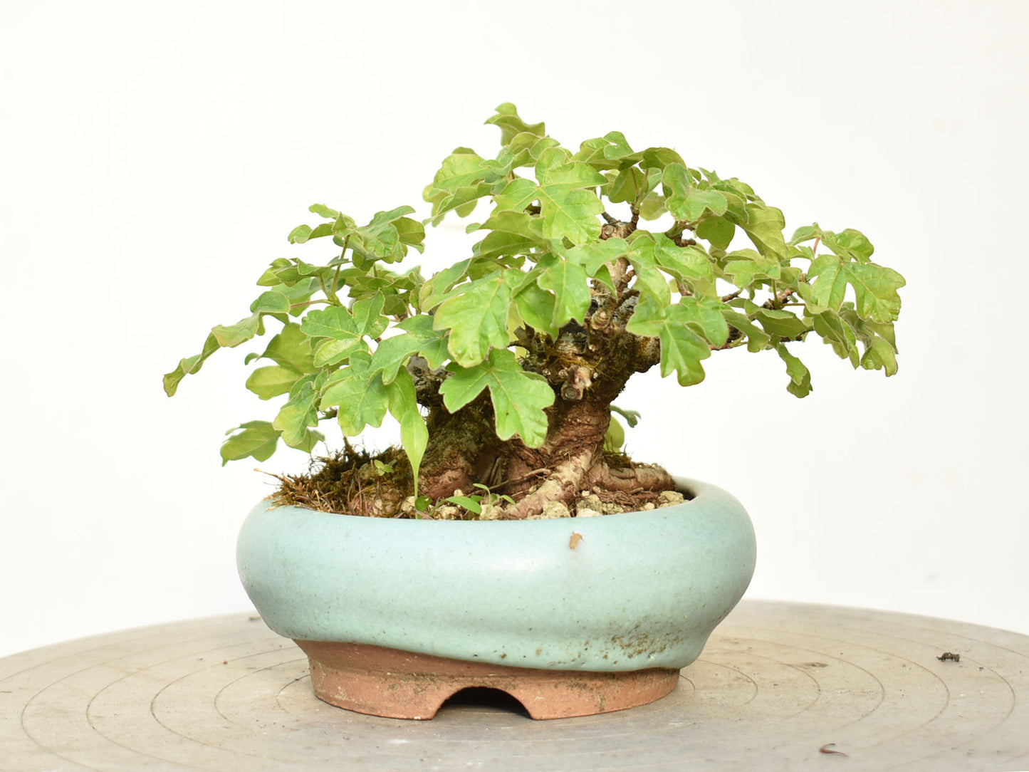 ARCE CAMPESTRE (Acer Campestris)