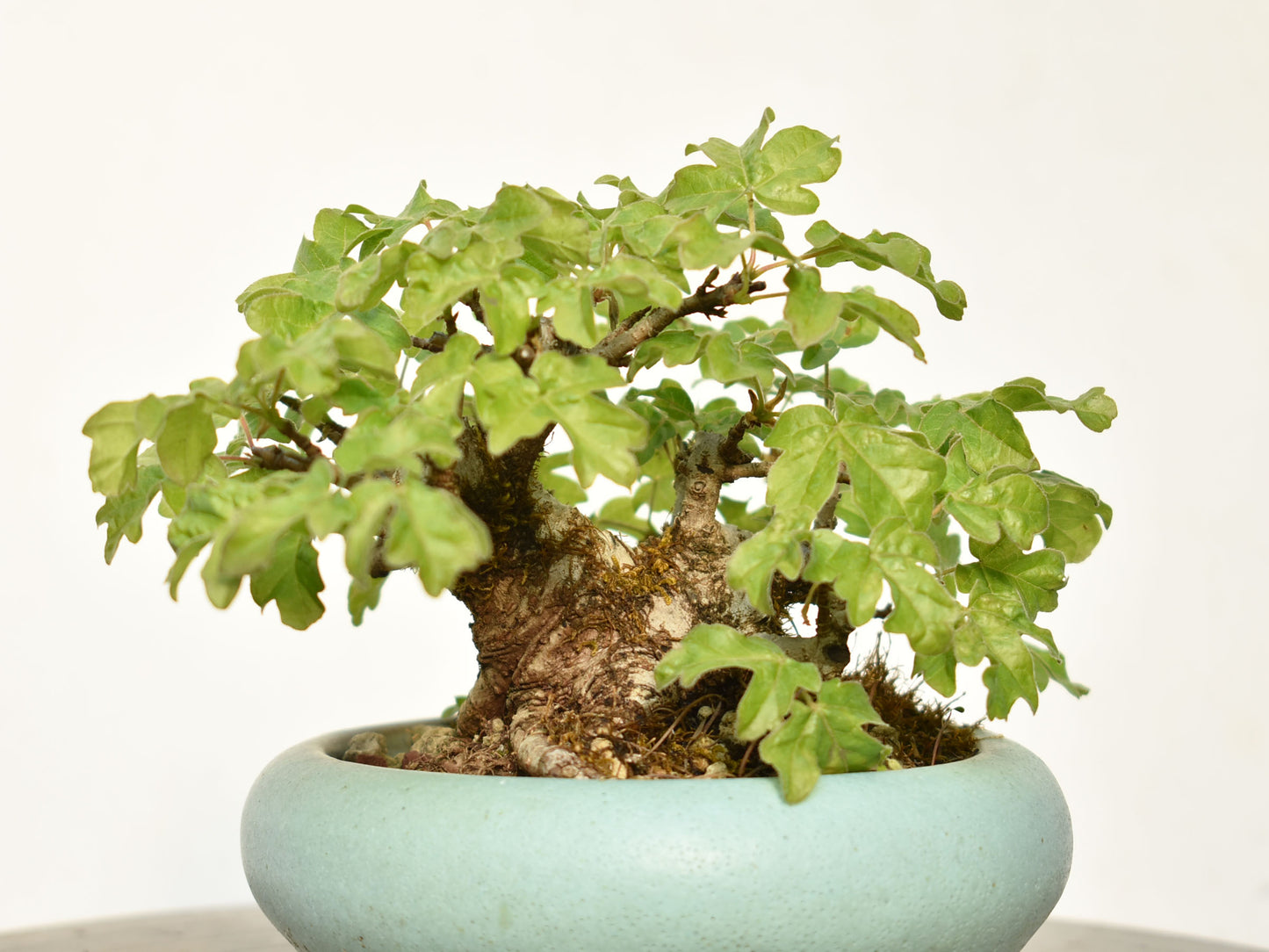 ARCE CAMPESTRE (Acer Campestris)