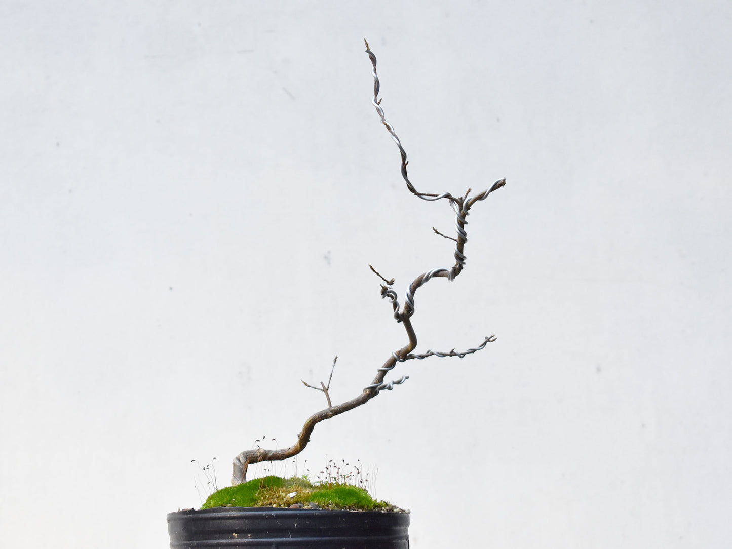 KAEDE (Arce Buergerianum)