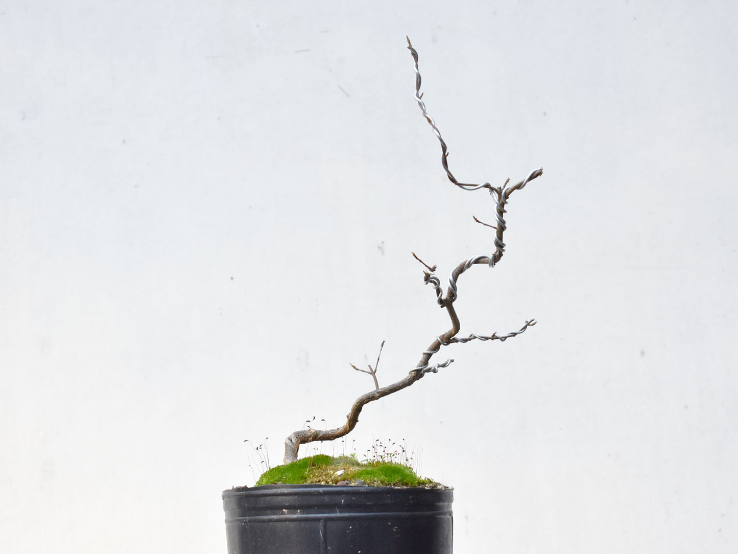 KAEDE (Arce Buergerianum)