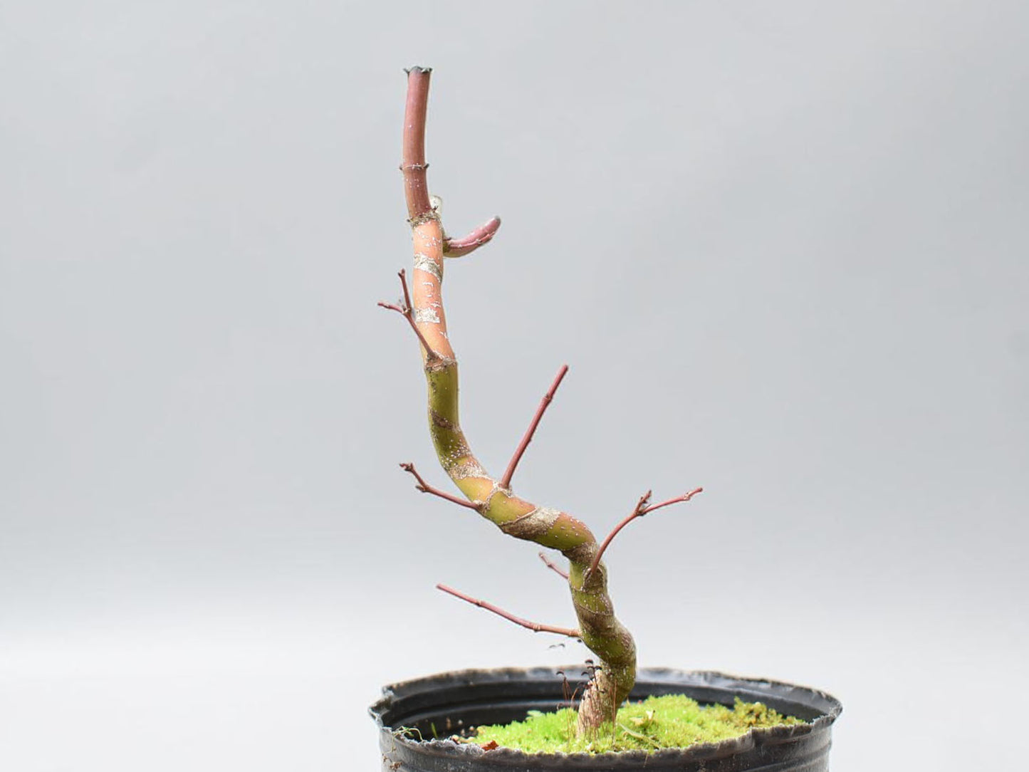 ARCE JAPONES (Acer Palmatum)