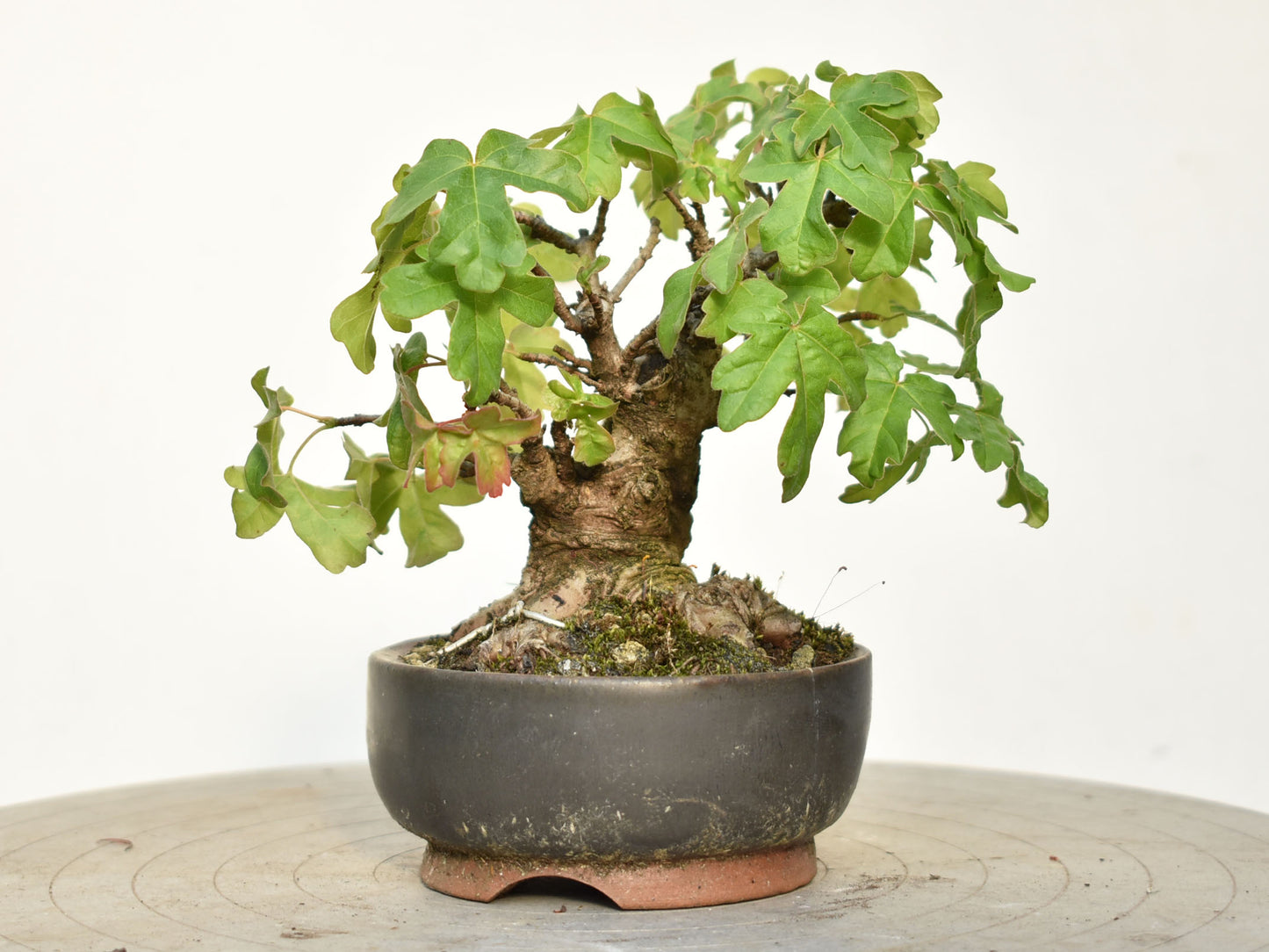 ARCE CAMPESTRE (Acer Campestris)