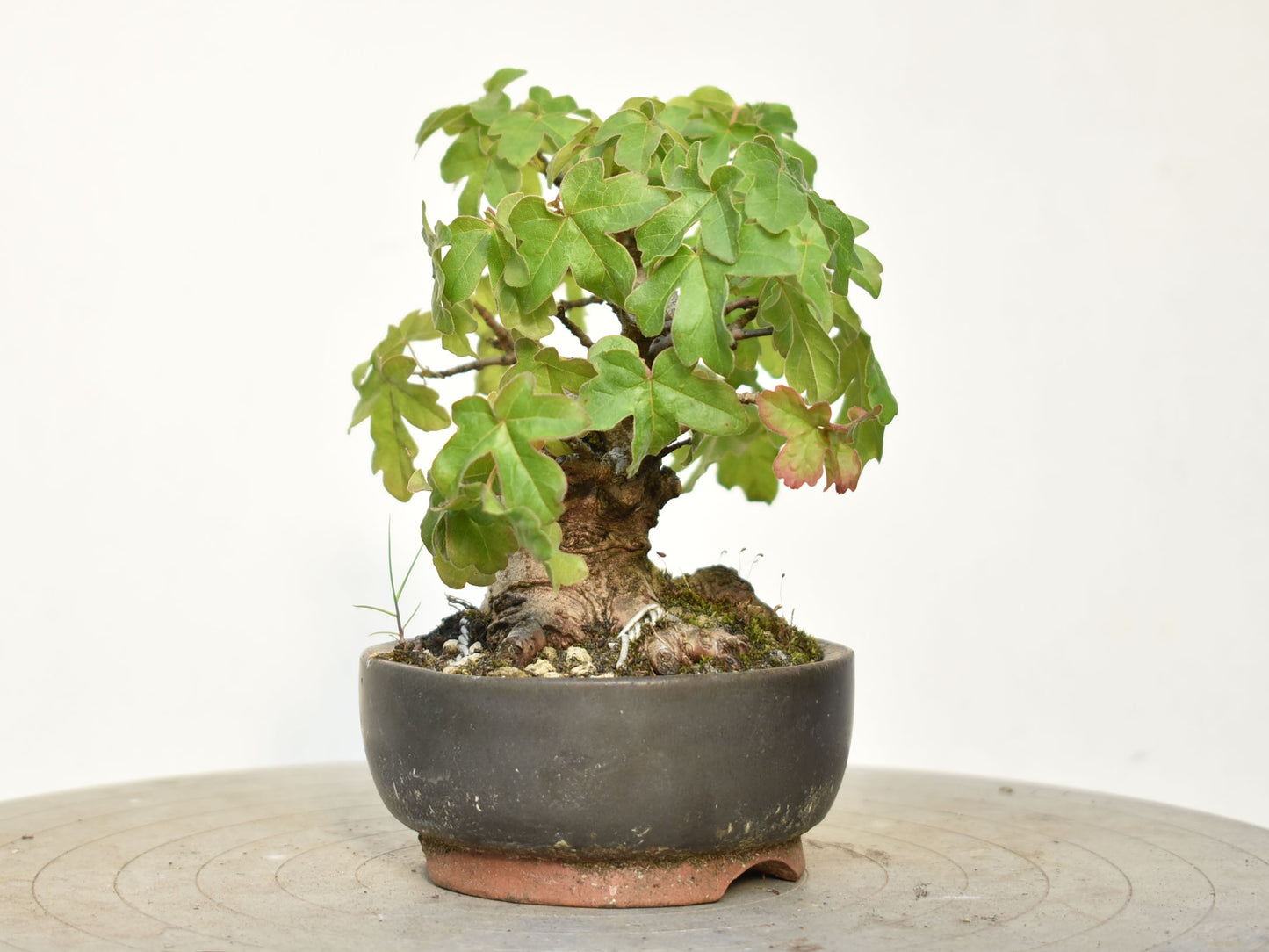 ARCE CAMPESTRE (Acer Campestris)