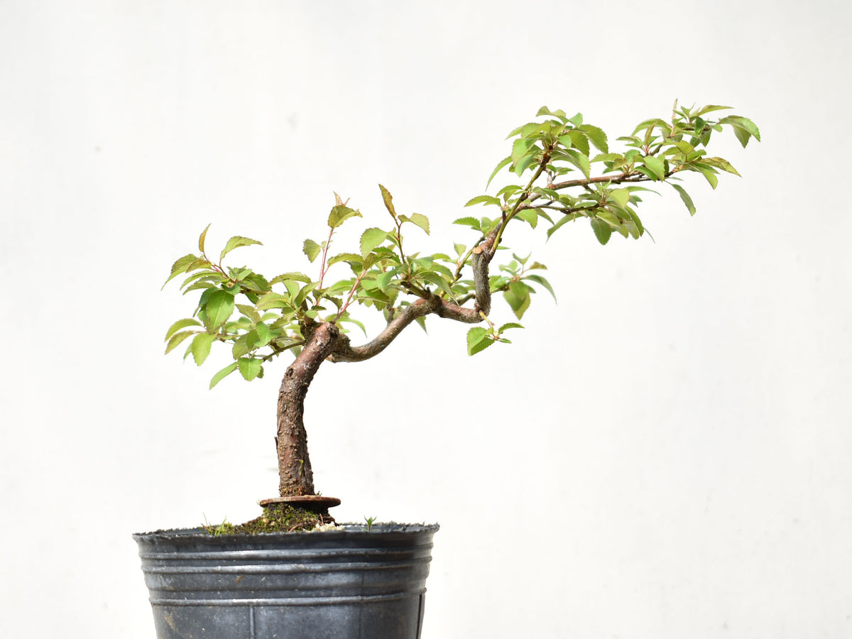 ENDRINO (Prunus Spinosa)